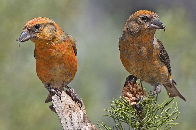 Male Red Crossbills Image by Elaine R. Wilson, Nature's Pics