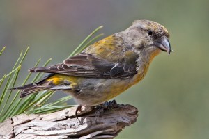 Red Crossbill (Female)