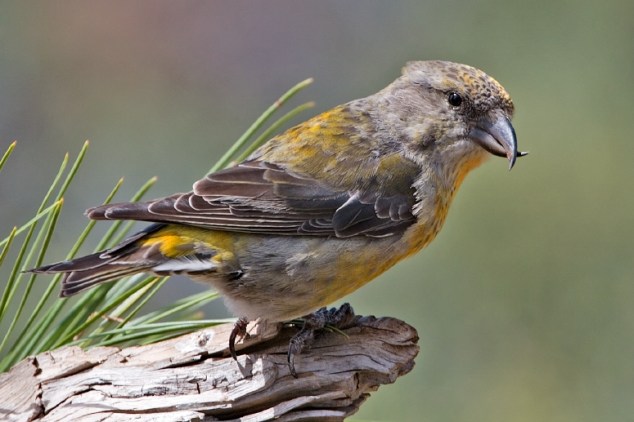 Red Crossbill (Female)