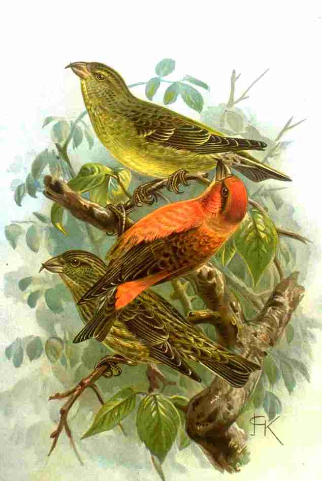 Loxia_curvirostra_NAUMANN-2