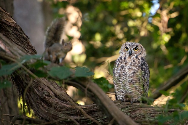 Walter-Kitundu-eyeing-a-squirrel