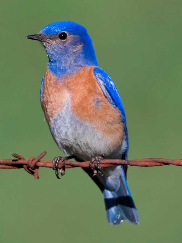 Male Western Bluebird on Bobwire.