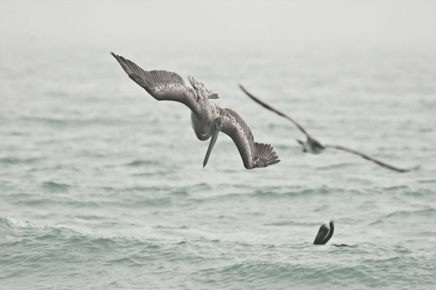 Pelican diving into the ocean with gull in the background